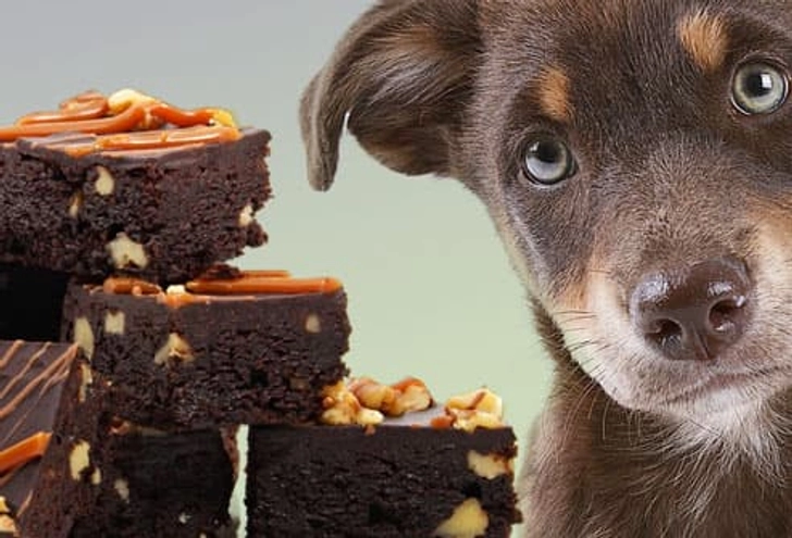 Chocolate and Dogs Chocolate and Dogs
