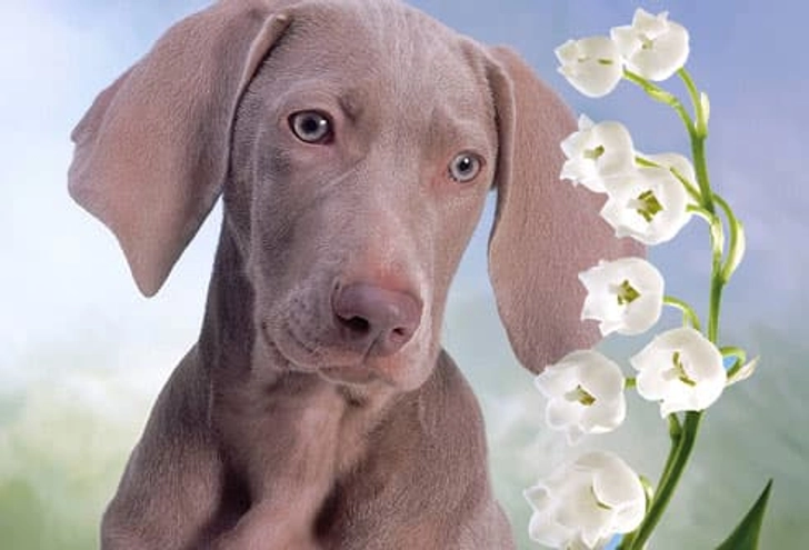Watch Plants and Your Puppy Watch Plants and Your Puppy