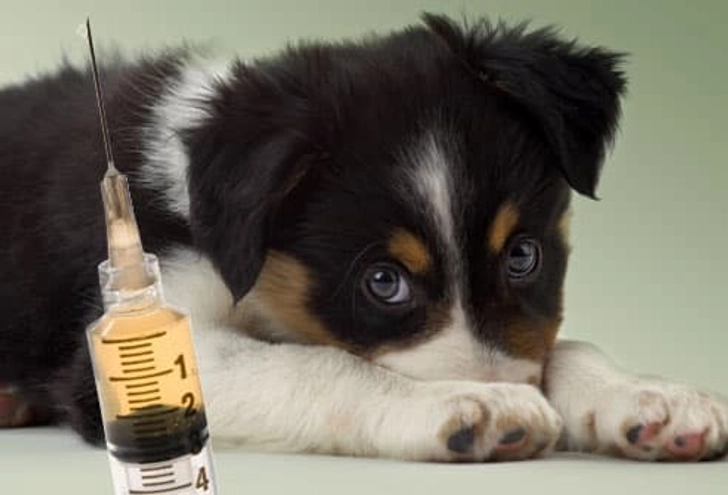 6-9 Weeks Old: Time for Vaccines
