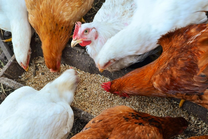Antibiotic Risks