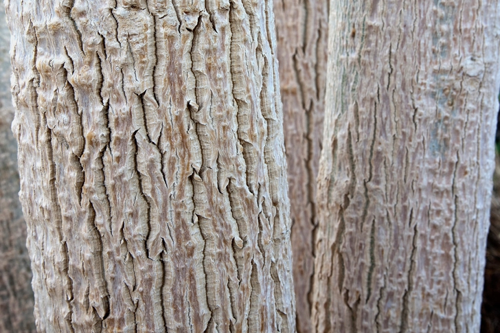 Tree Bark