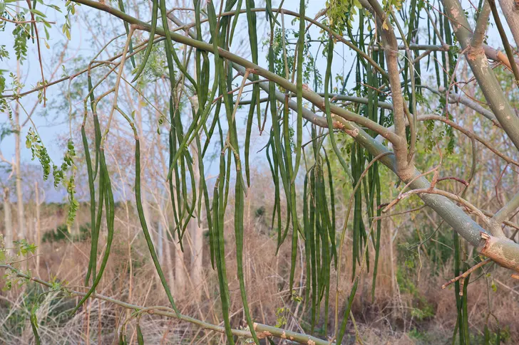 What Is Moringa?
