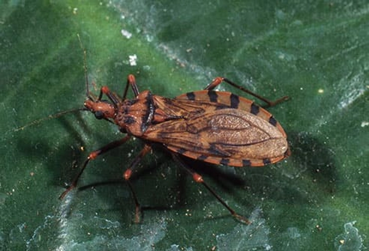 Kissing Bugs
