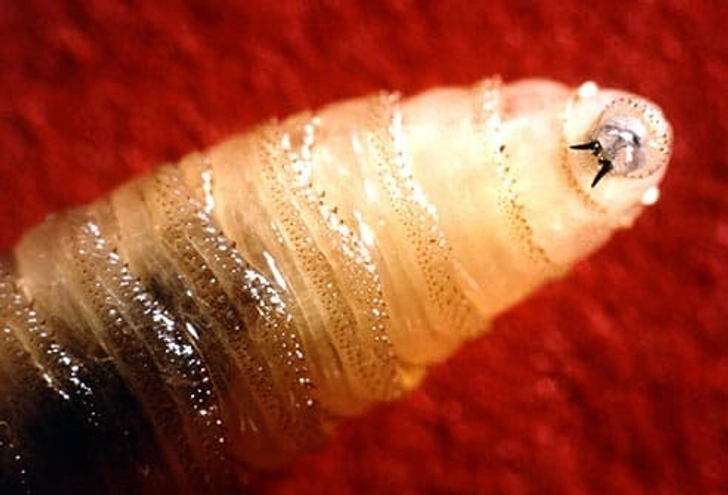 Screwworm