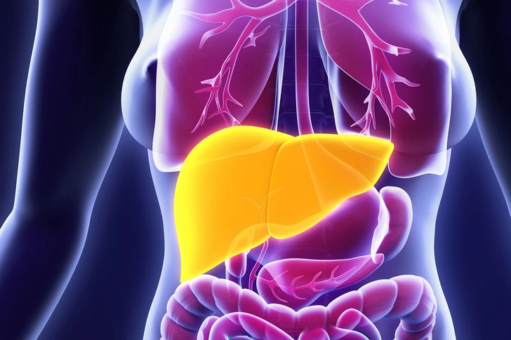 Your Liver May Heal