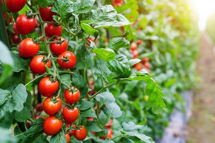 Lycopene