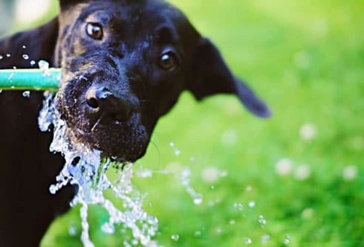 Drink Water When You're Thirsty