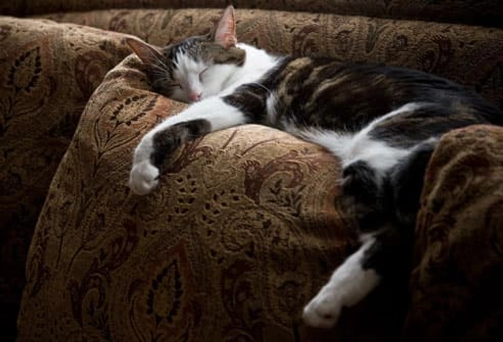 Take Naps