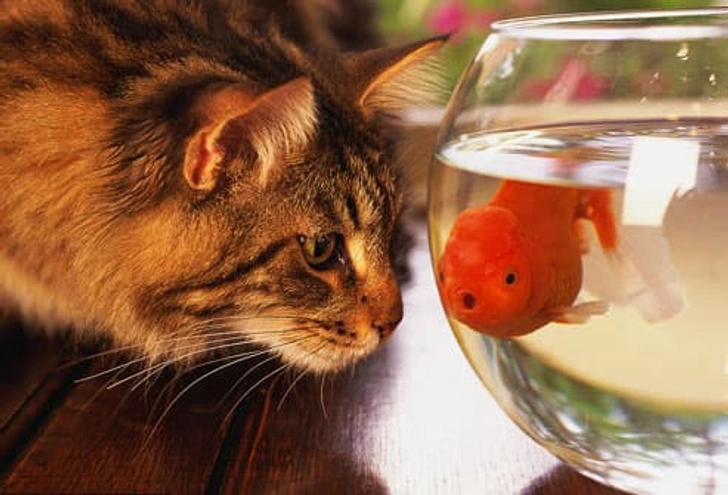 Eat Fish