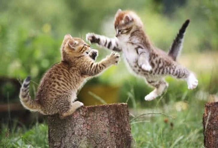 Play Play