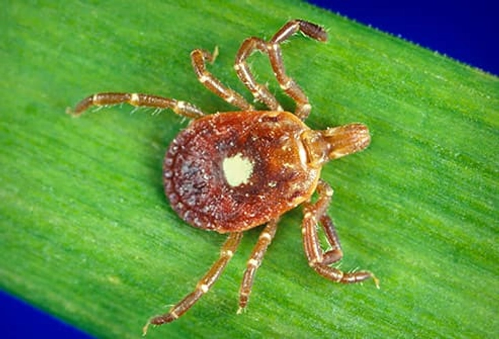 Ehrlichiosis