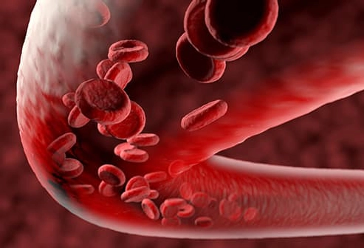 Blood Vessels