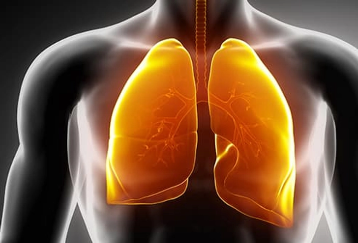 Lungs