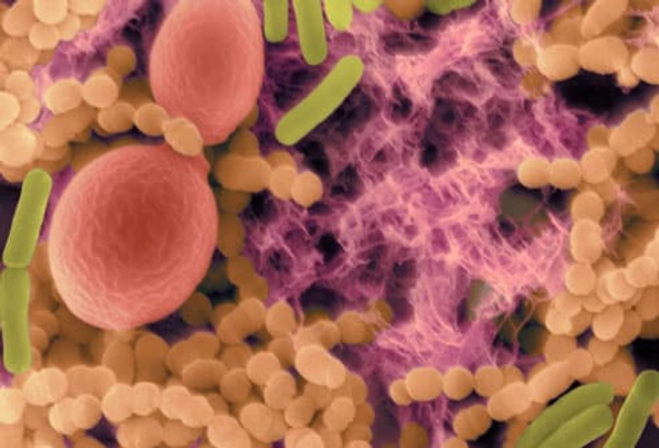How Bacteria Destroy Enamel
