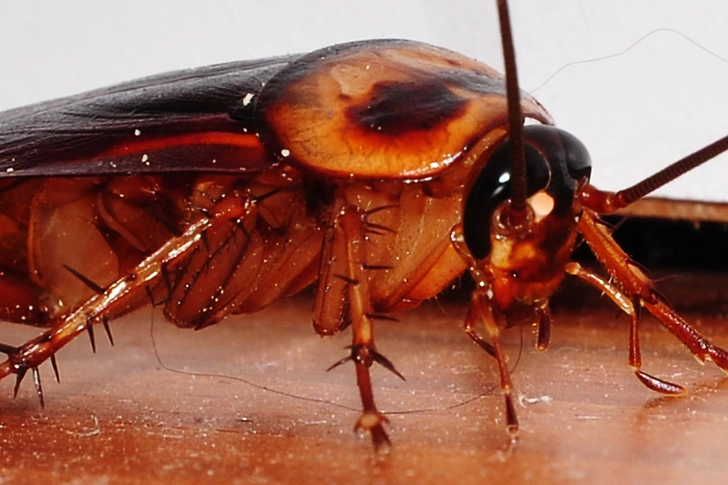 Cockroaches