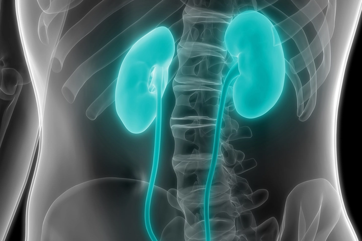 Kidney Function