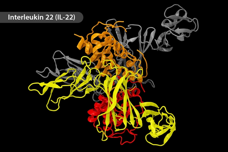 New Drug Target: IL-22