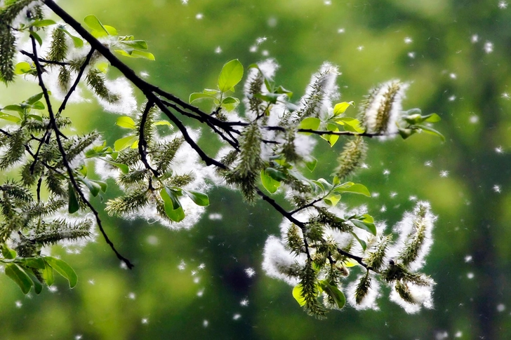 Allergies