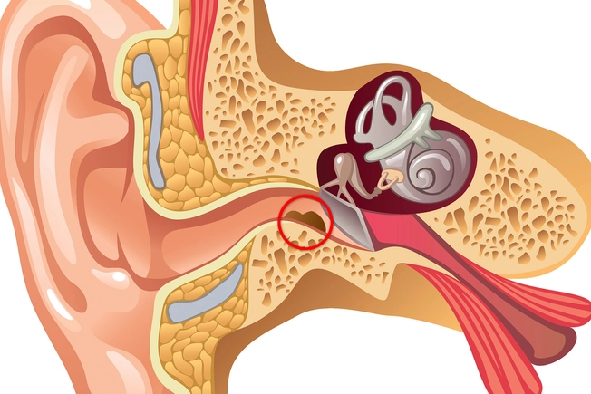 Inside Your Ear