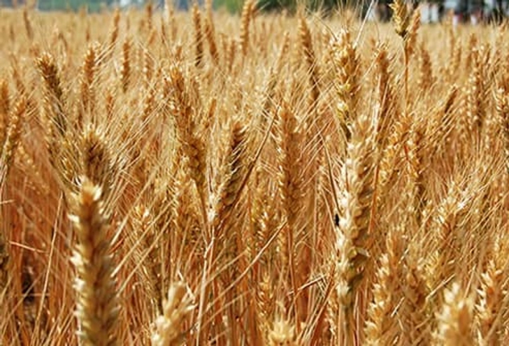 Celiac Disease