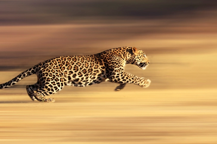 Fast-Track Approach Fast-Track Approach