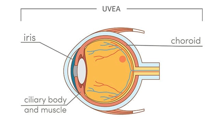 What Is the Uvea? What Is the Uvea?