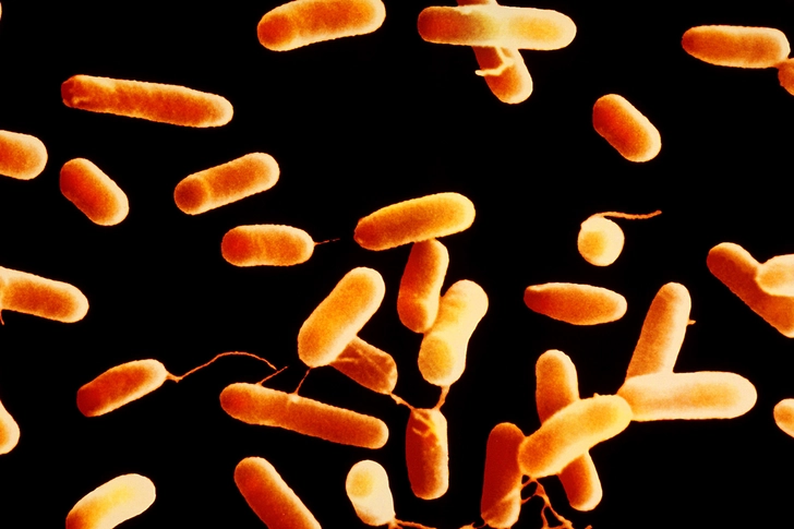 12. Hib (Haemophilus Influenzae Type B)