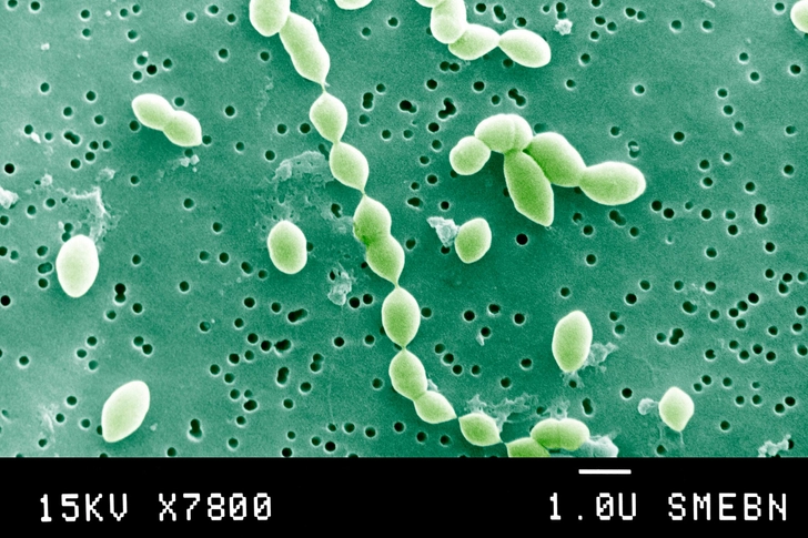 7. Pneumococcal Disease