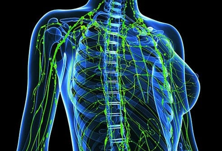 The Lymph System