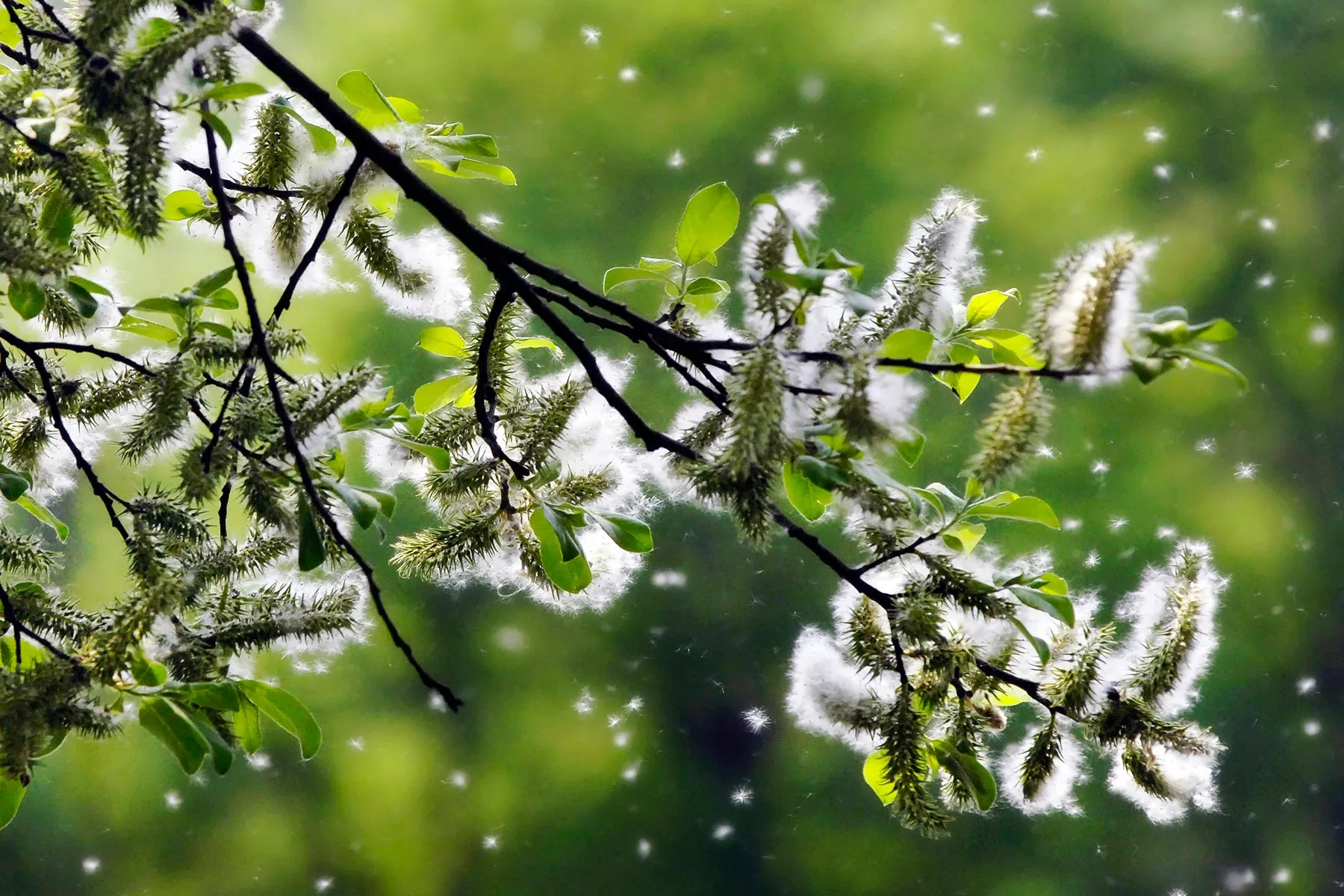 photo of pollen from tree in allergy season