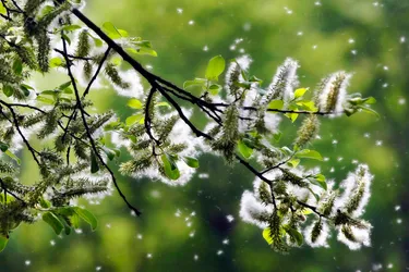 Airborne allergens, such as pollen, can be a major trigger for allergies. (Photo Credit: iStock/Getty Images)
