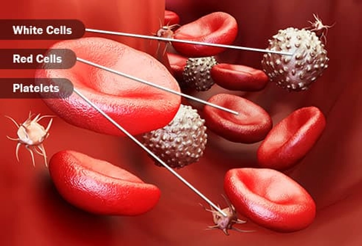 About Your Blood Cells About Your Blood Cells