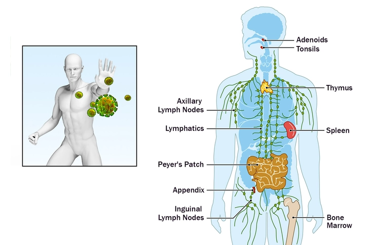 Autoimmune Conditions and the Liver Autoimmune Conditions and the Liver