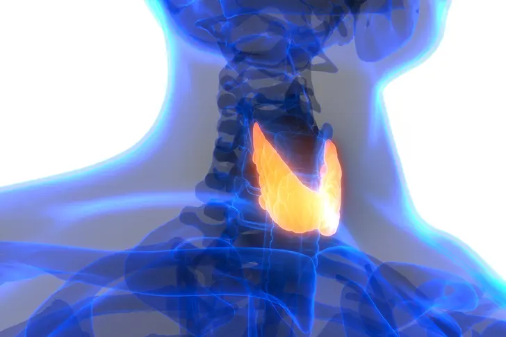 What Is the Thyroid?