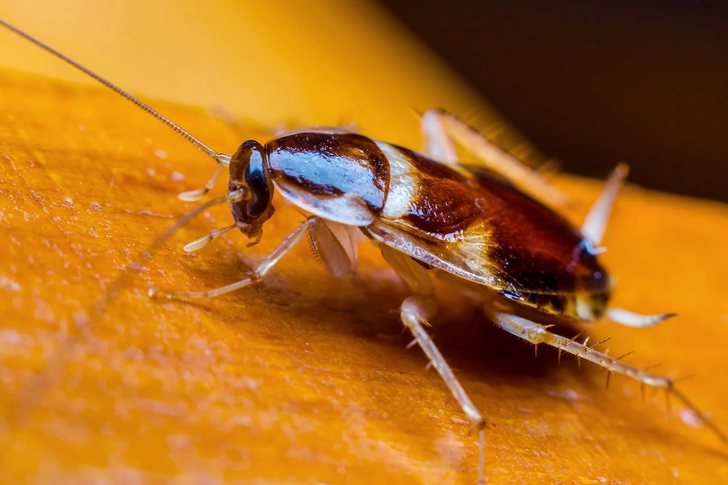 Keep Cockroaches Away