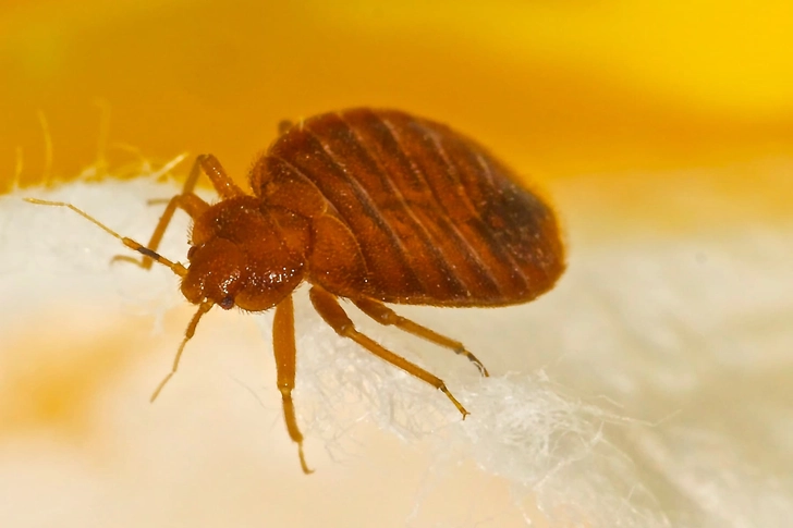 Bedbugs Bedbugs