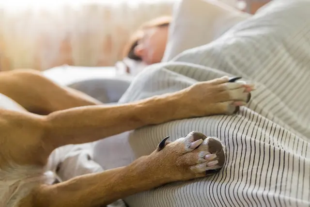 Care for Your Dog's Paws