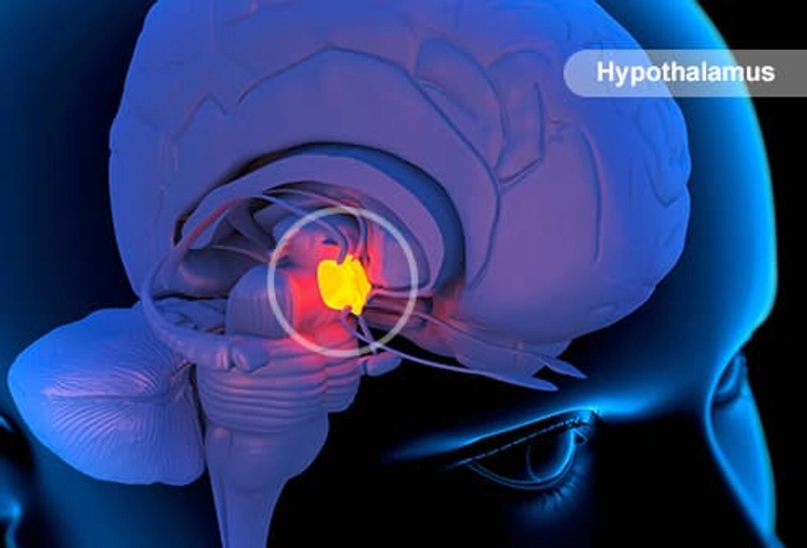 Brainstem Brainstem