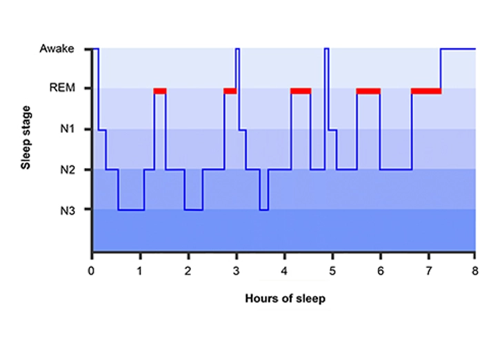 Sleep Cycles Sleep Cycles