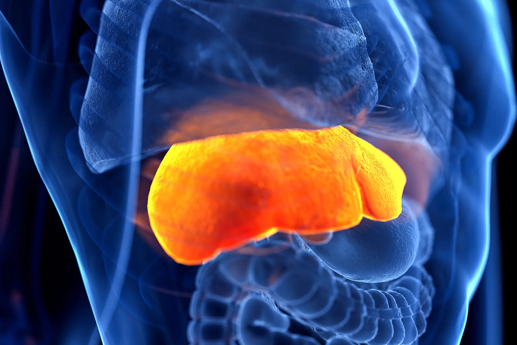 photo of Human liver, illustration