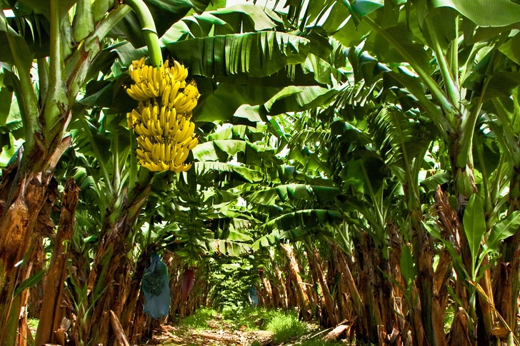 They Don’t Grow on Trees (and Other Myths)
