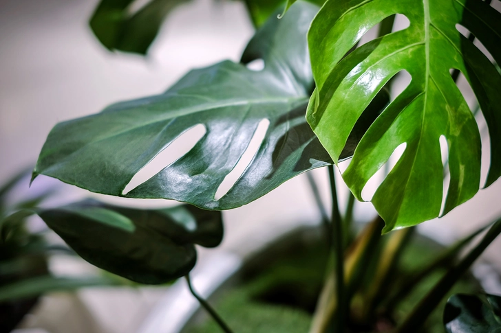 It Gets Rid of Plant Pests It Gets Rid of Plant Pests