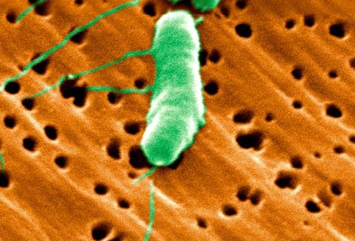 Vibriosis Vibriosis