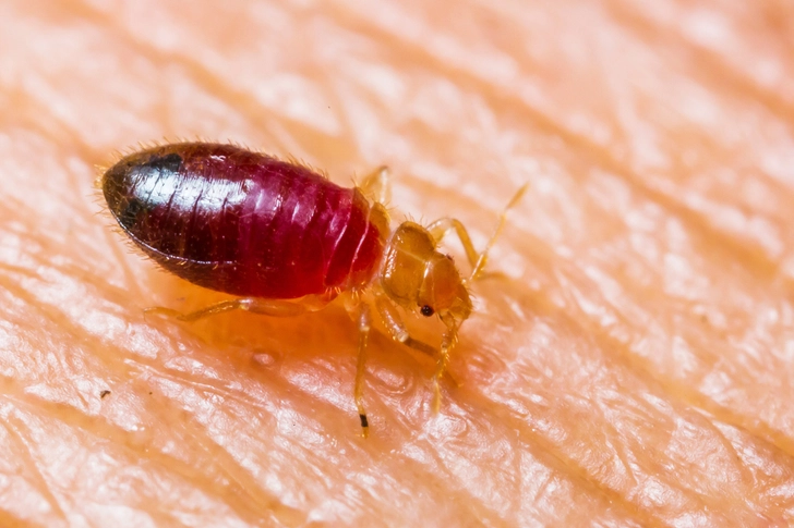 Bedbugs Bedbugs