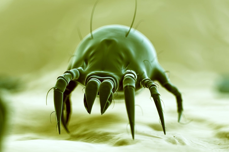 Dust Mites Dust Mites