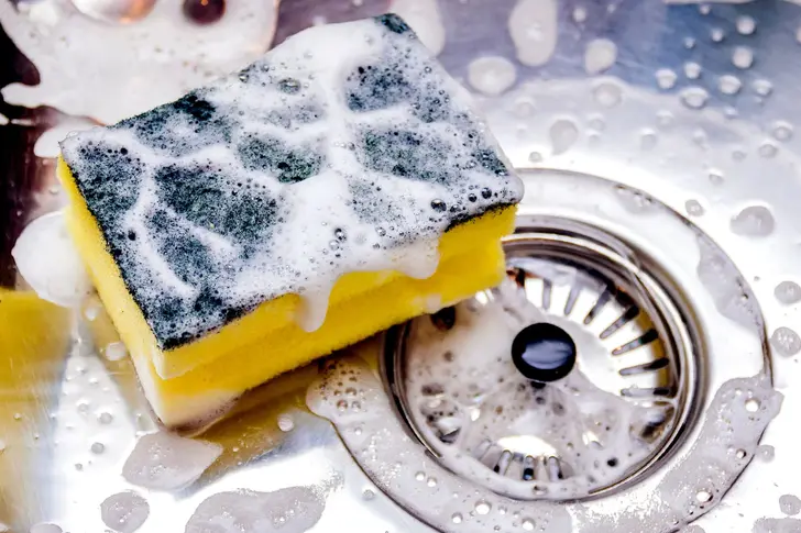 Sponges