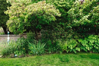 Bushes and Shrubs