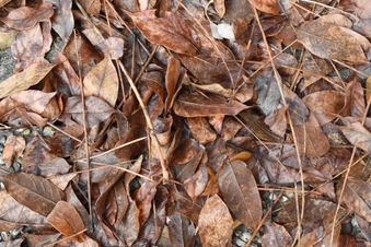 Leaf Litter Leaf Litter