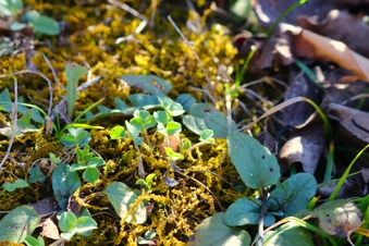 Damp Areas