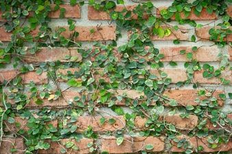 Stone Walls